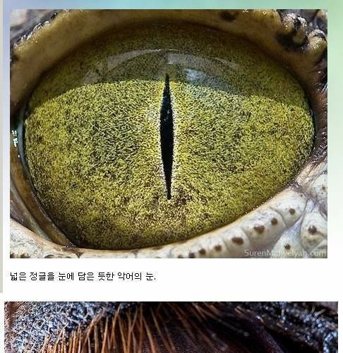 동물들의 눈.jpg