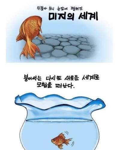 금붕어의 모험.jpg