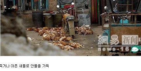 대륙의 닭고기제조.jpg