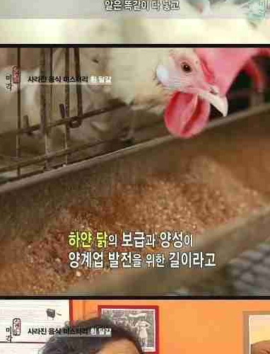 [초스왑] 흰달걀이사라지는이유