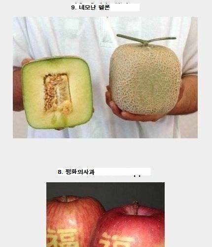 특이한모양의 열매들.jpg