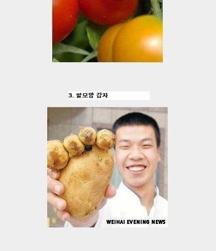 특이한모양의 열매들.jpg