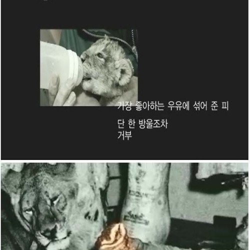 새끼양과 산책하는 사자.jpg