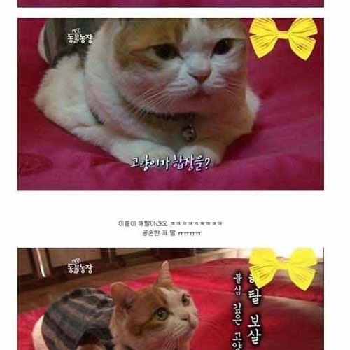 절에 사는 고양이.jpg