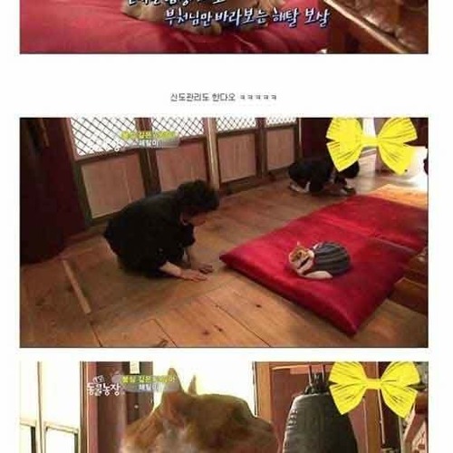 절에 사는 고양이.jpg