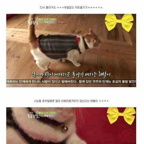 절에 사는 고양이.jpg