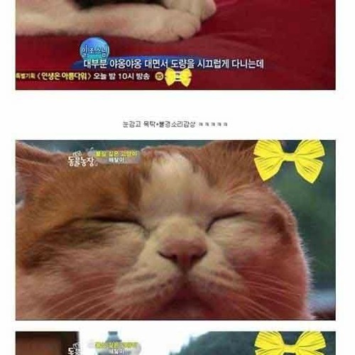 절에 사는 고양이.jpg