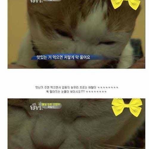 절에 사는 고양이.jpg