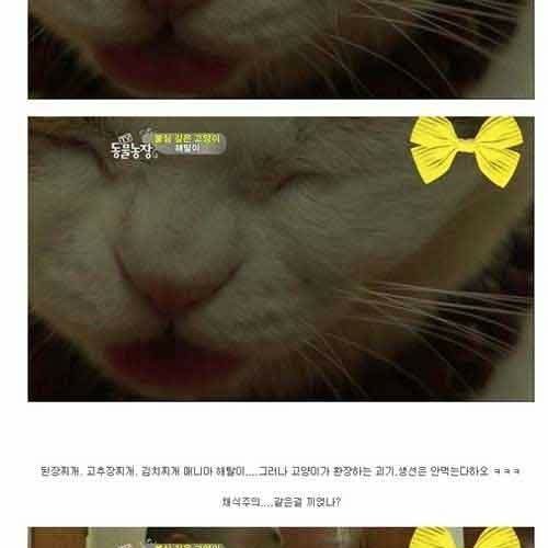 절에 사는 고양이.jpg