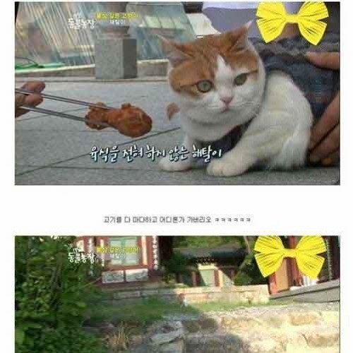 절에 사는 고양이.jpg