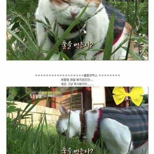 절에 사는 고양이.jpg