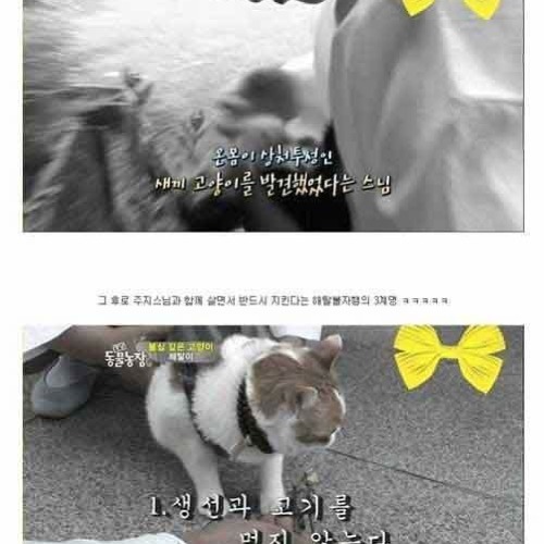 절에 사는 고양이.jpg