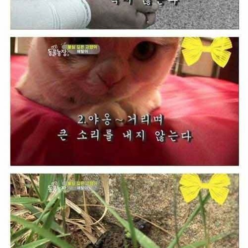 절에 사는 고양이.jpg