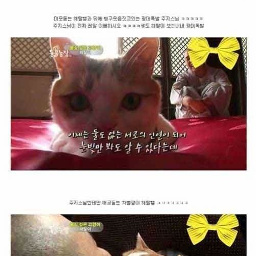 절에 사는 고양이.jpg