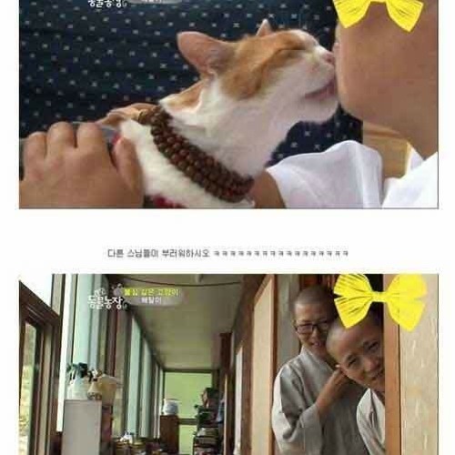 절에 사는 고양이.jpg