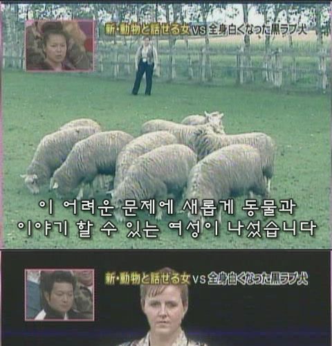 [초스왑] 검은개에서 하얀개로.