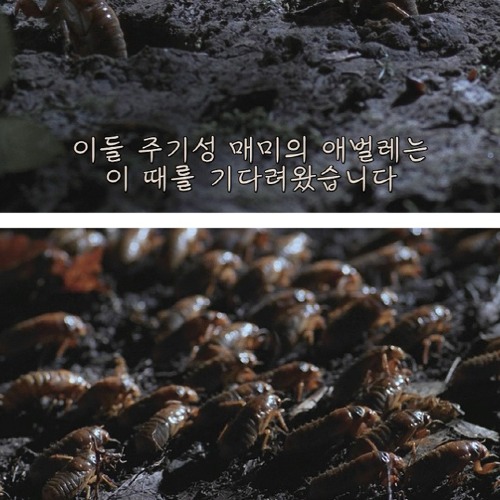 17년만의 출현