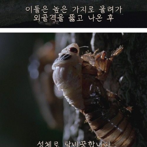 17년만의 출현