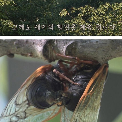 17년만의 출현