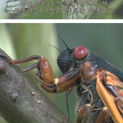 17년만의 출현