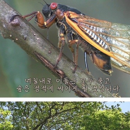 17년만의 출현