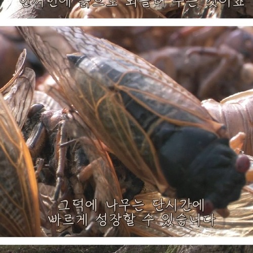 17년만의 출현