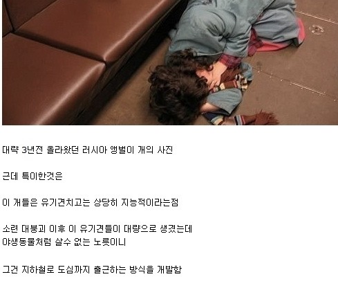 유기견의 패기.jpg