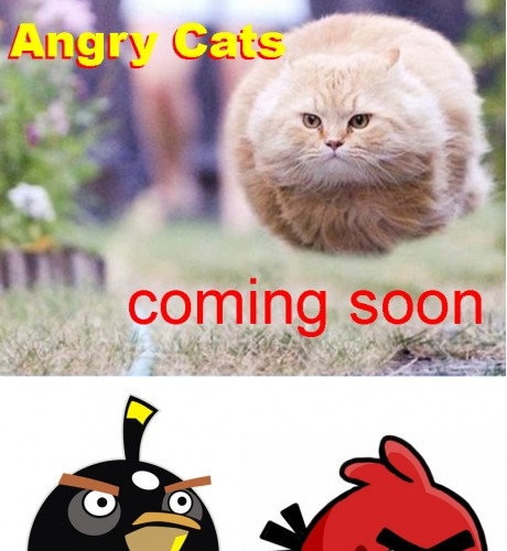 Angry Cat