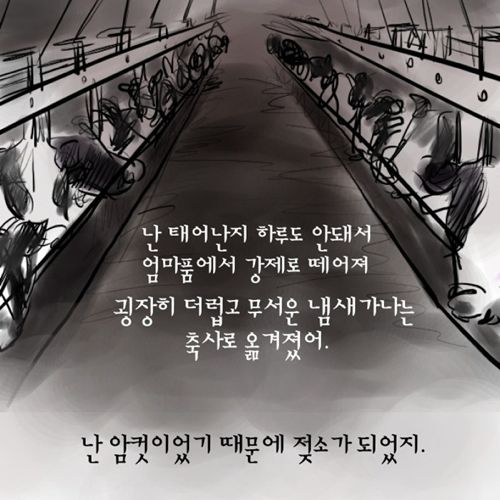 젖소 모아이나의 이야기.jpg