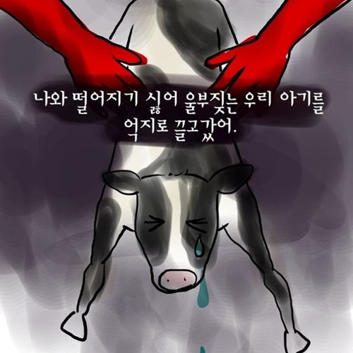 젖소 모아이나의 이야기.jpg