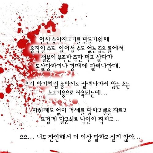 젖소 모아이나의 이야기.jpg