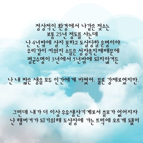 젖소 모아이나의 이야기.jpg