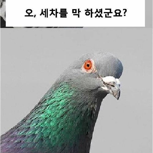 비둘기의 패기.jpg