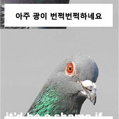 비둘기의 패기.jpg