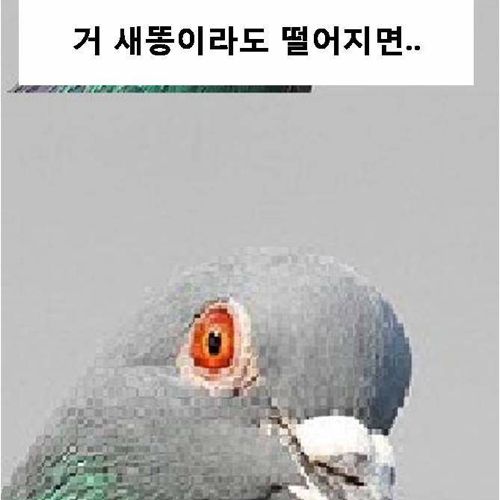 비둘기의 패기.jpg