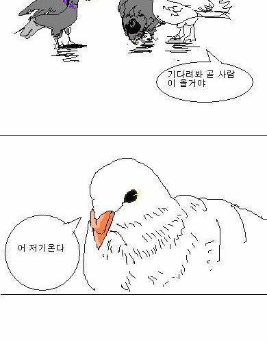 비둘기 만화.jpg