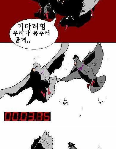 비둘기 만화.jpg