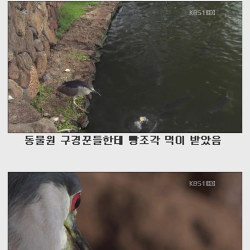 한국의 흔한 새.jpg