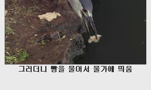 한국의 흔한 새.jpg