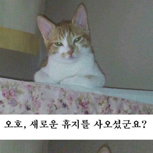 오호~휴지를 사오셨군요?.jpg