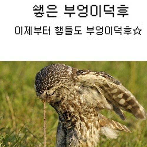 부엉부엉.jpg