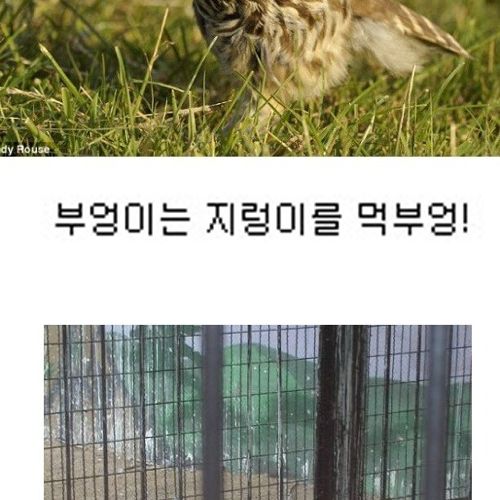 부엉부엉.jpg