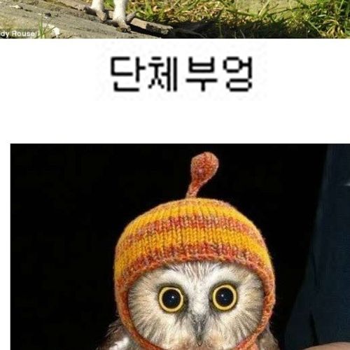 부엉부엉.jpg