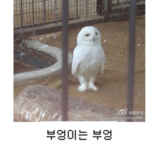 부엉부엉.jpg