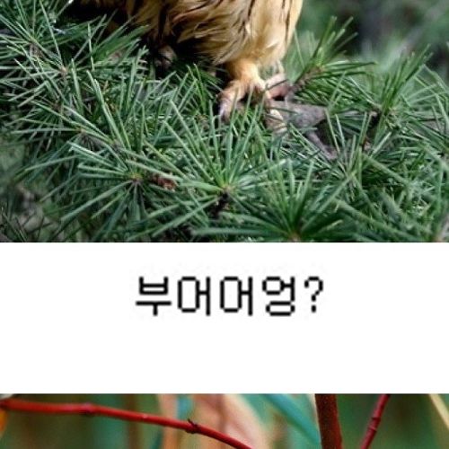 부엉부엉.jpg