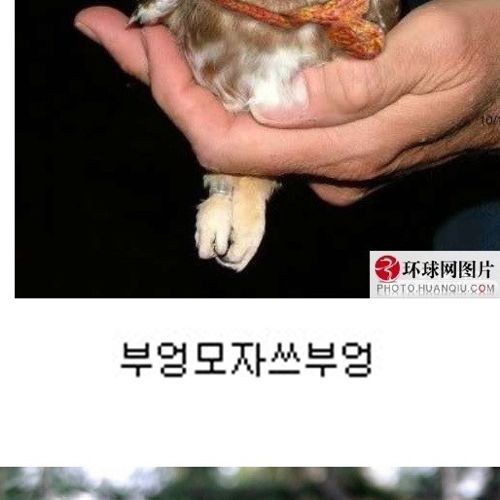 부엉부엉.jpg