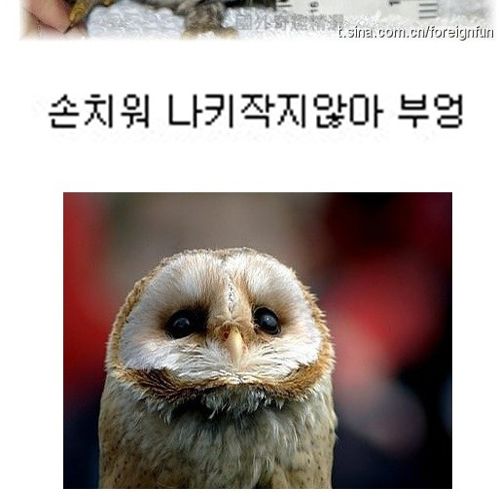 부엉부엉.jpg