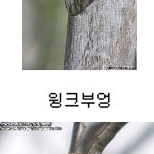 부엉부엉.jpg