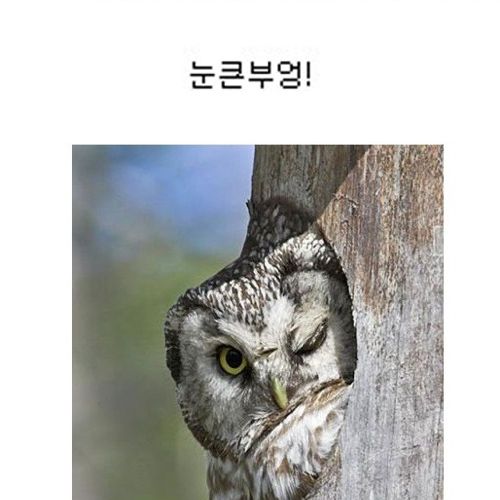 부엉부엉.jpg