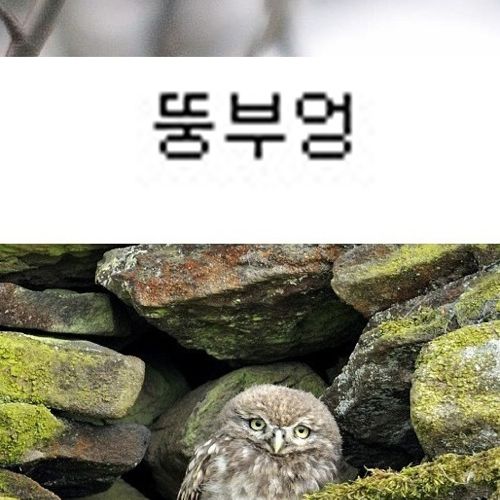 부엉부엉.jpg